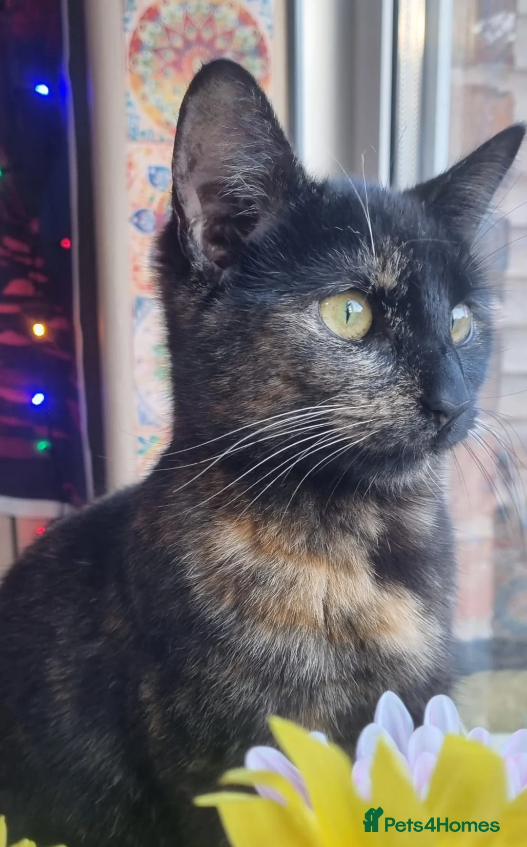 Mixed Breed cats for sale: Kittens looking for there forever homes - Advert 1