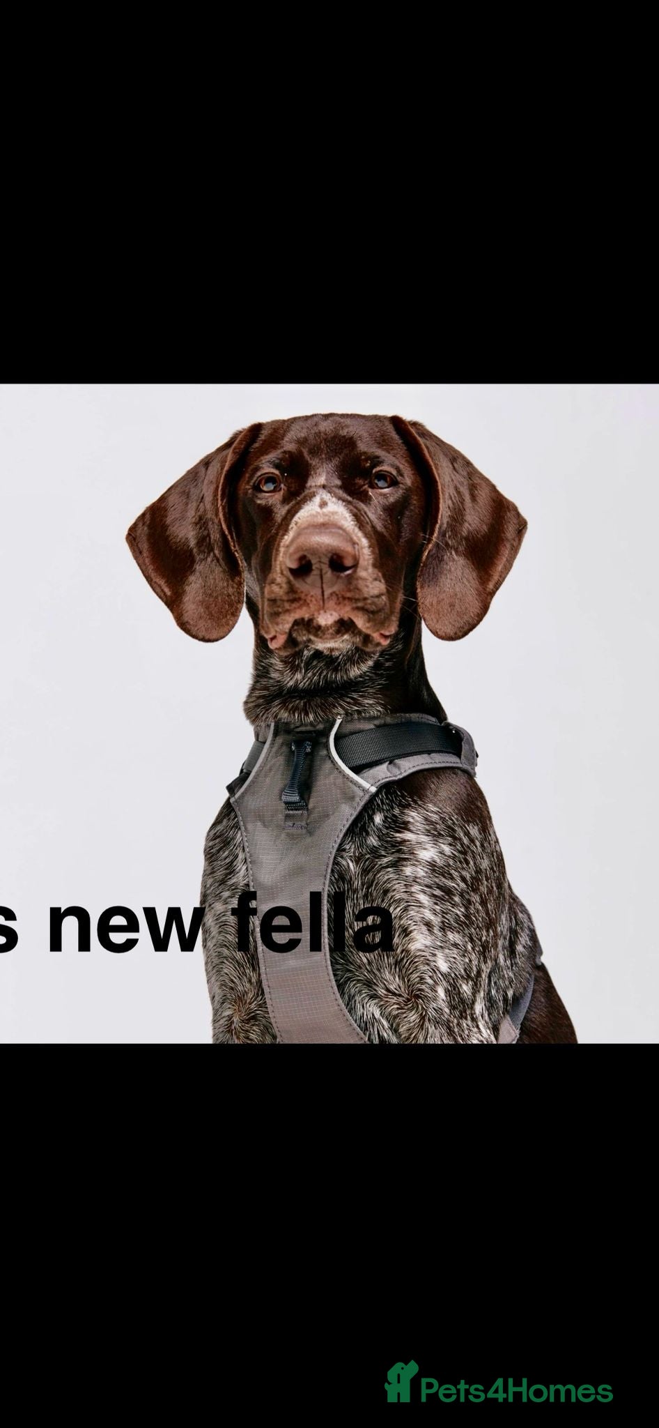 German Shorthaired Pointer dogs Adorable large litter of German Pointers for sale - Advert 2