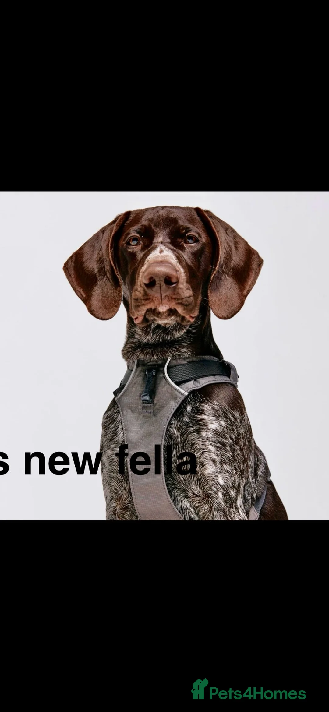 German Shorthaired Pointer dogs for sale: Adorable large litter of German Pointers for sale - Advert 2