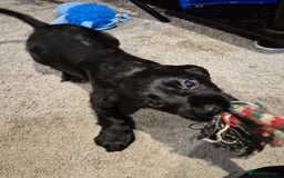 Cocker Spaniel dogs for sale: Cocker Spaniel Puppies for Sale - Image 9