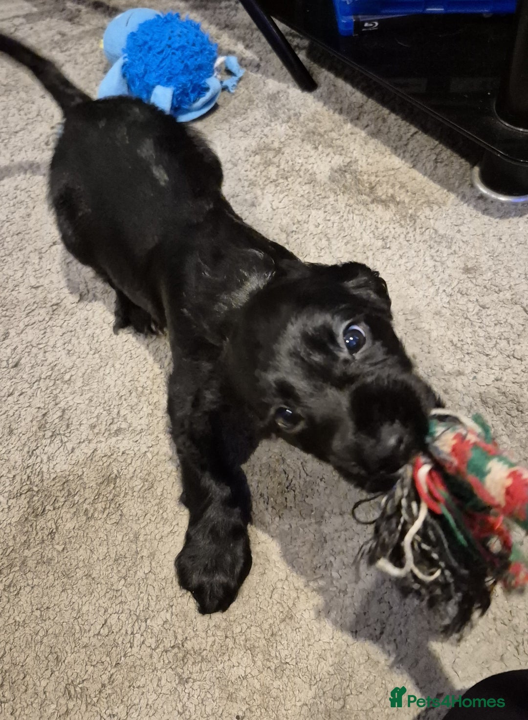 Cocker Spaniel dogs for sale: Cocker Spaniel Puppies for Sale - Image 9