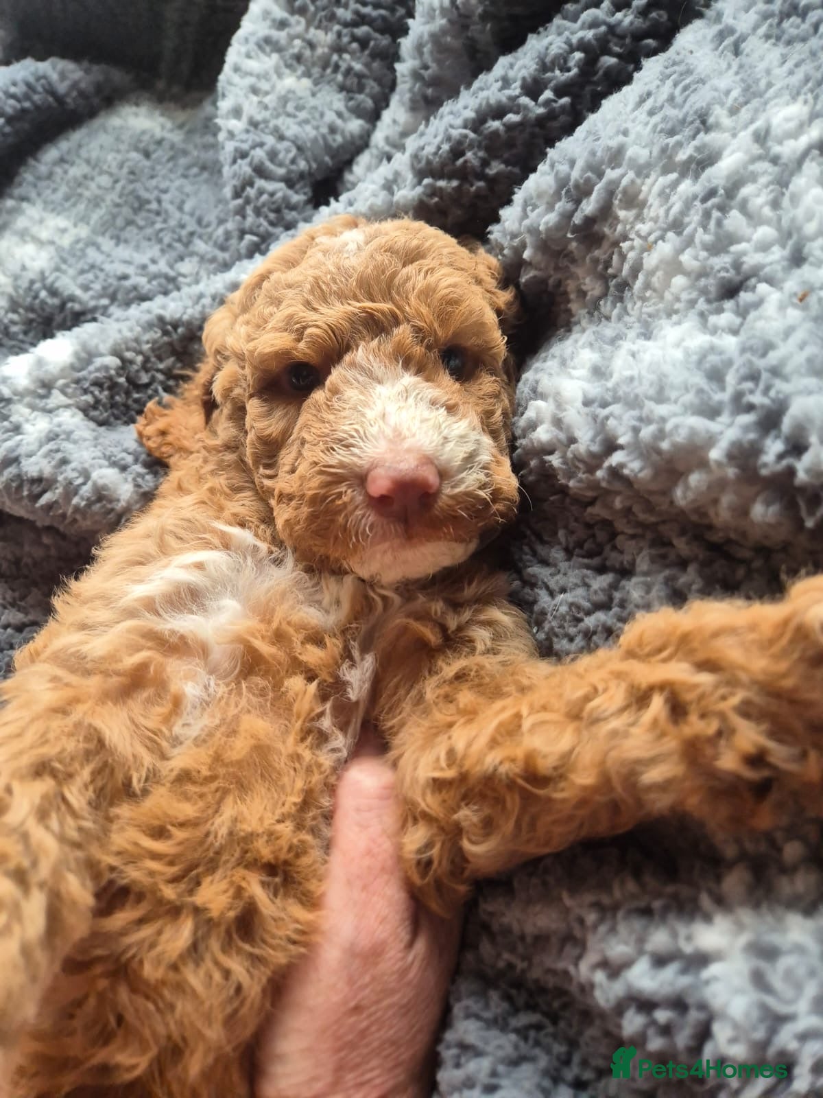 Goldendoodle dogs Goldendoodles Ready Next Week - Advert 1