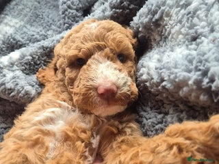 Goldendoodle dogs Goldendoodles Ready Next Week - Advert 9