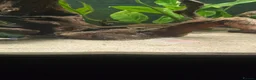 Catfish fish for sale: Fluval roma 240L aquarium- complete upgraded setup - Advert 7