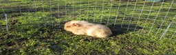 Guinea Pig rodents for sale: stunning male guinea pigs, several types & colours - Advert 18