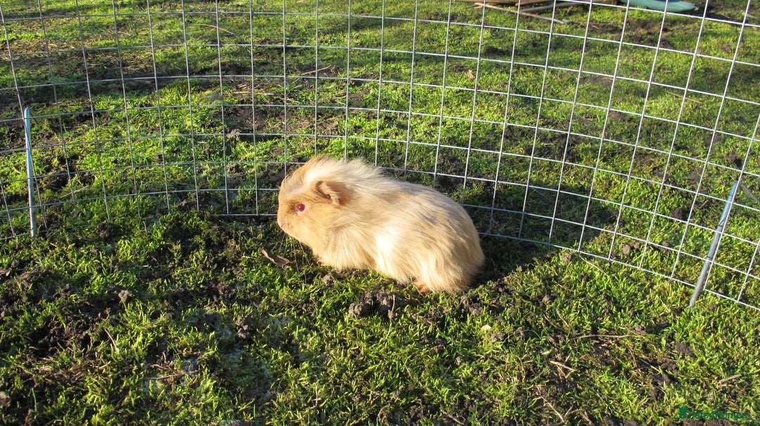 Guinea Pig rodents for sale: stunning male guinea pigs, several types & colours - Advert 18