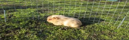 Guinea Pig rodents for sale: Male & Female guinea pigs various types & colours - Advert 3