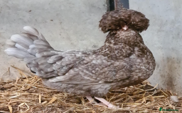 Chickens poultry for sale: Pure Polish / Poland chicken hatching eggs - Image 1