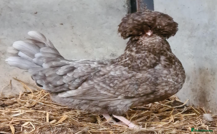 Chickens poultry - Advert 1