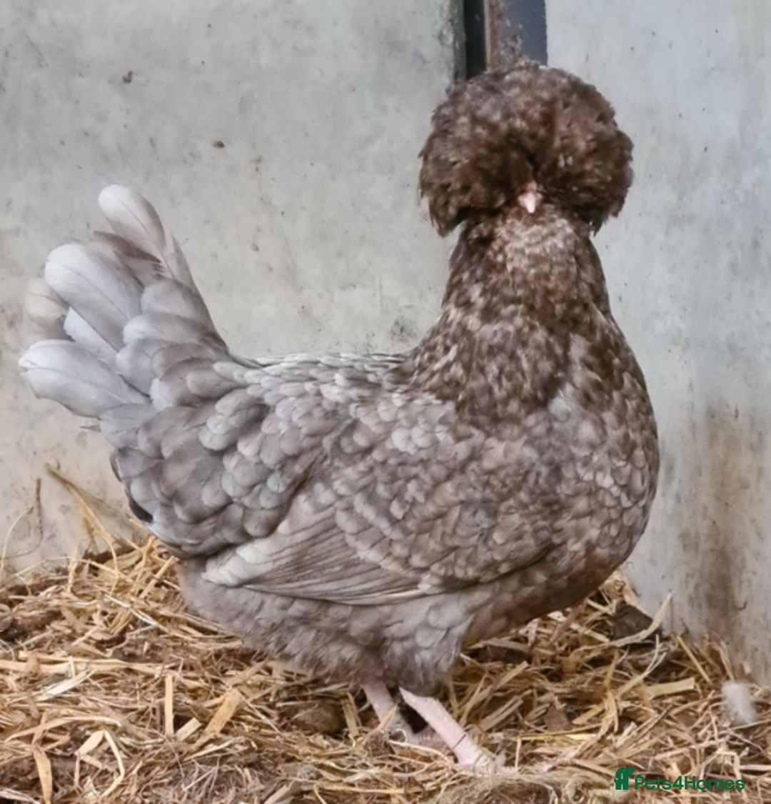 Chickens poultry for sale: Pure Polish / Poland chicken hatching eggs - Image 1
