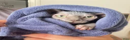 Sphynx cats for sale: Stunning lilac and blue sphynx  - Advert 20