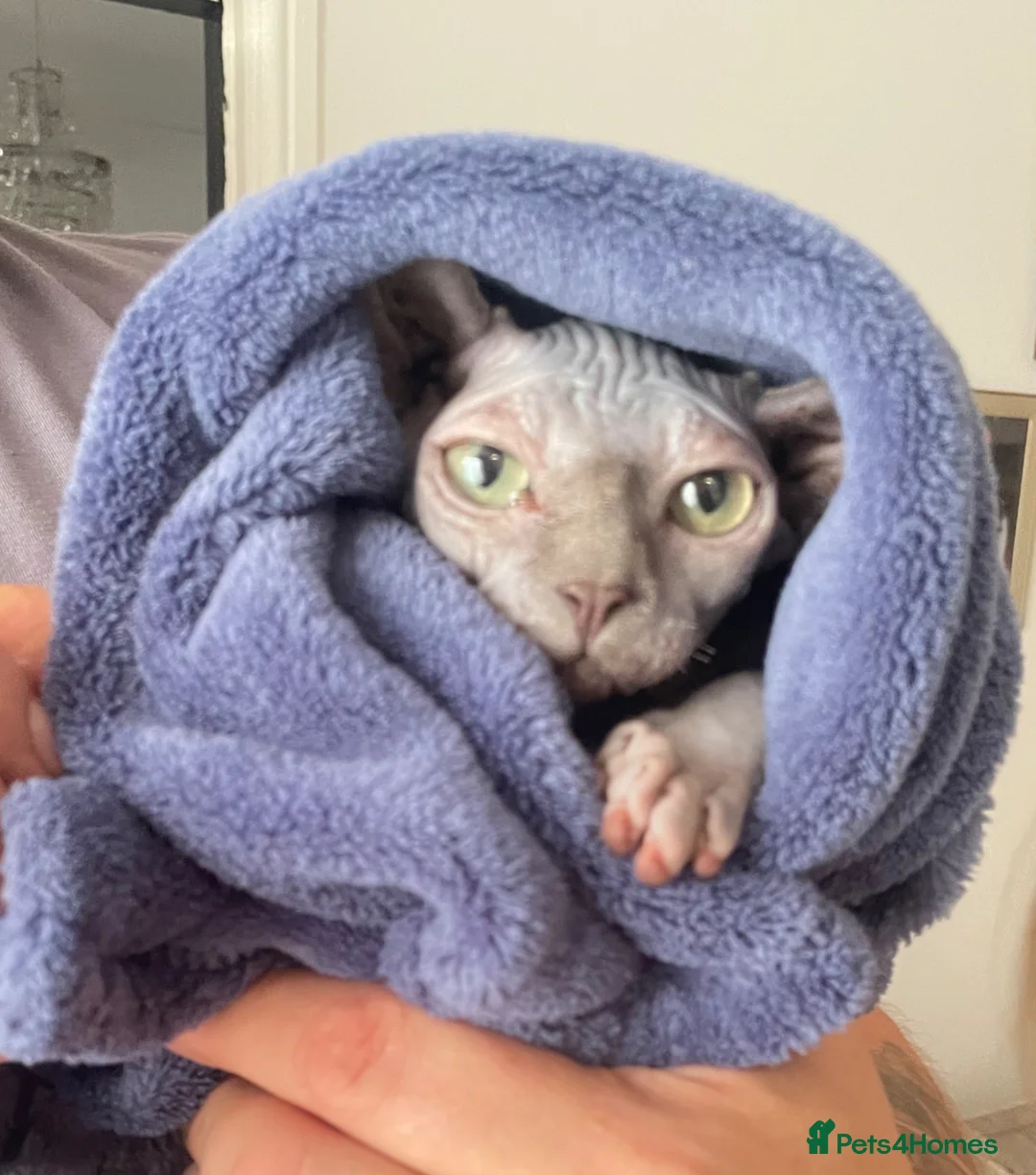 Sphynx cats for sale: Stunning lilac and blue sphynx  - Advert 20