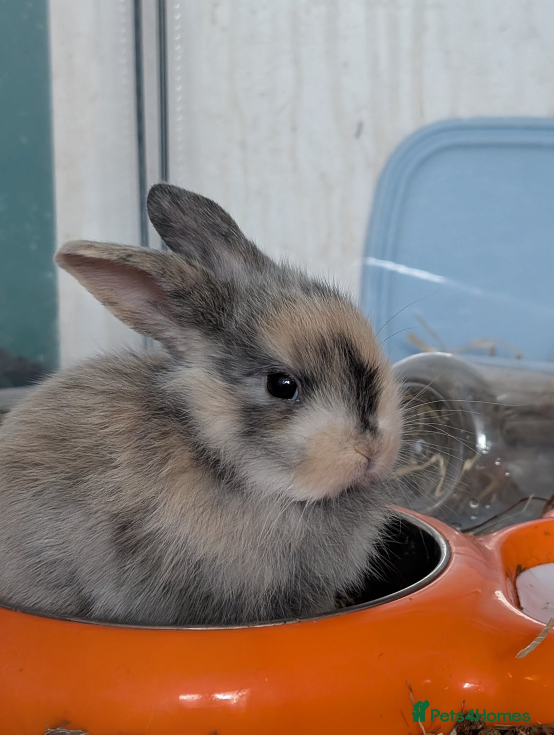 English Lop rabbits for sale: Beautiful baby bunnies  - Image 14