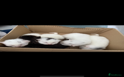 Ragdoll cats for sale: Ragdoll x British short hair kittens for sale  - Image 13