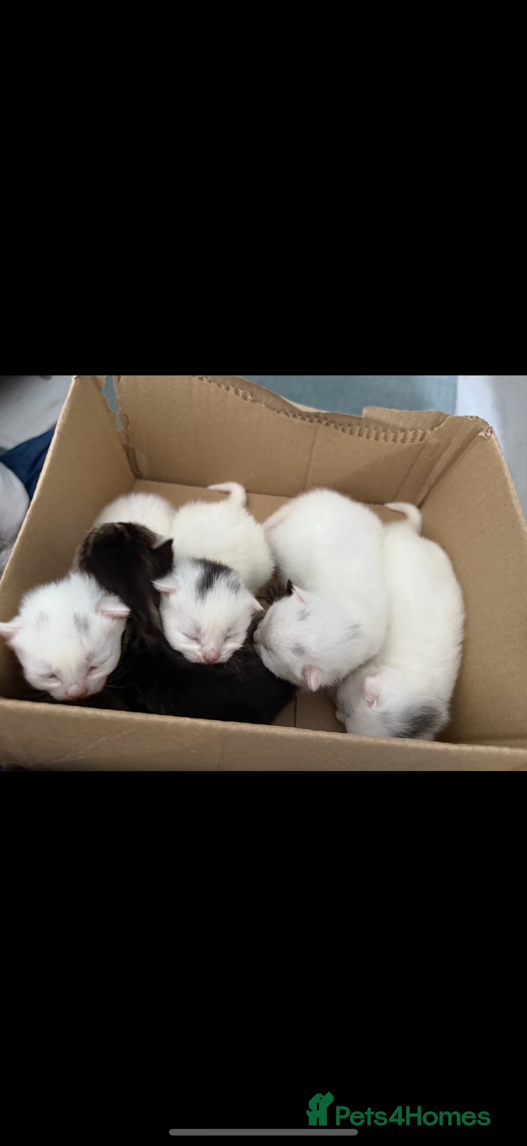 Ragdoll cats for sale: Ragdoll x British short hair kittens for sale  - Image 13