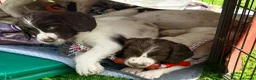 English Springer Spaniel dogs for sale: Pedigree springer spaniel Puppies - Advert 8