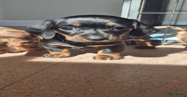 Miniature Dachshund dogs - Advert 16