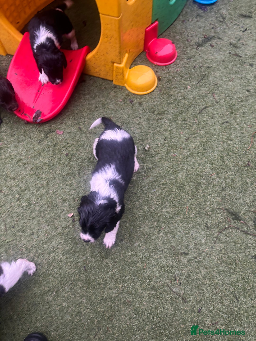 Sprocker dogs for sale: VET CHECKED HEALTHY AND READY TO LEAVE  - Advert 2