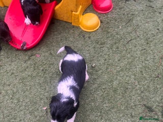 Sprocker dogs DNA CLEAR SUPERB QUALITY LITTER🎃 - Advert 3