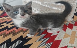 Mixed Breed cats for sale: 3 beautiful kittens left for sale!! - Image 8