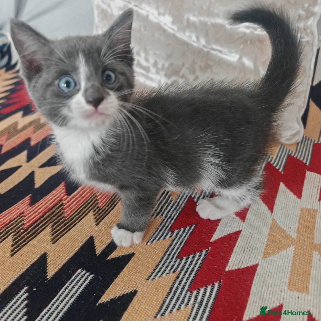 Mixed Breed cats for sale: 3 beautiful kittens left for sale!! - Image 8
