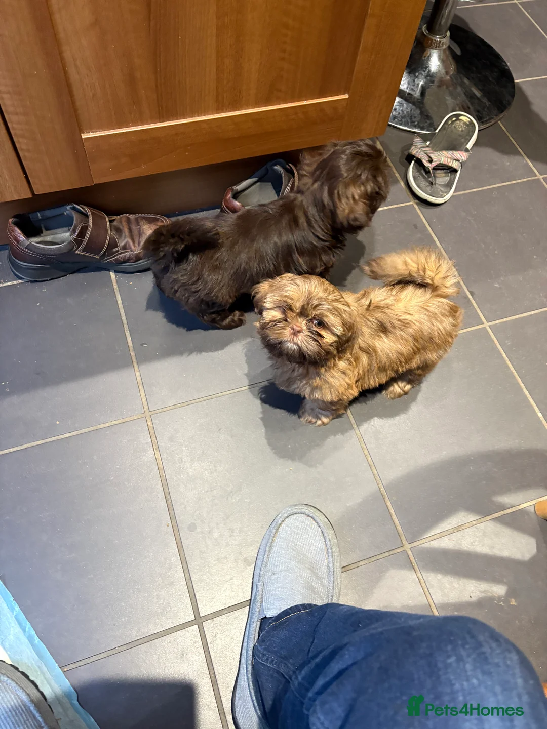 Shih Tzu dogs for sale: ALL SOLD THANK YOU - Advert 12