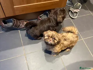 Shih Tzu dogs Karashishi shih tzu Ready Now - Advert 6
