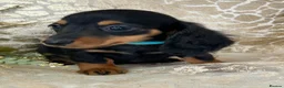 Miniature Dachshund dogs for sale: KC Miniature Dachshund Puppies - Advert 6