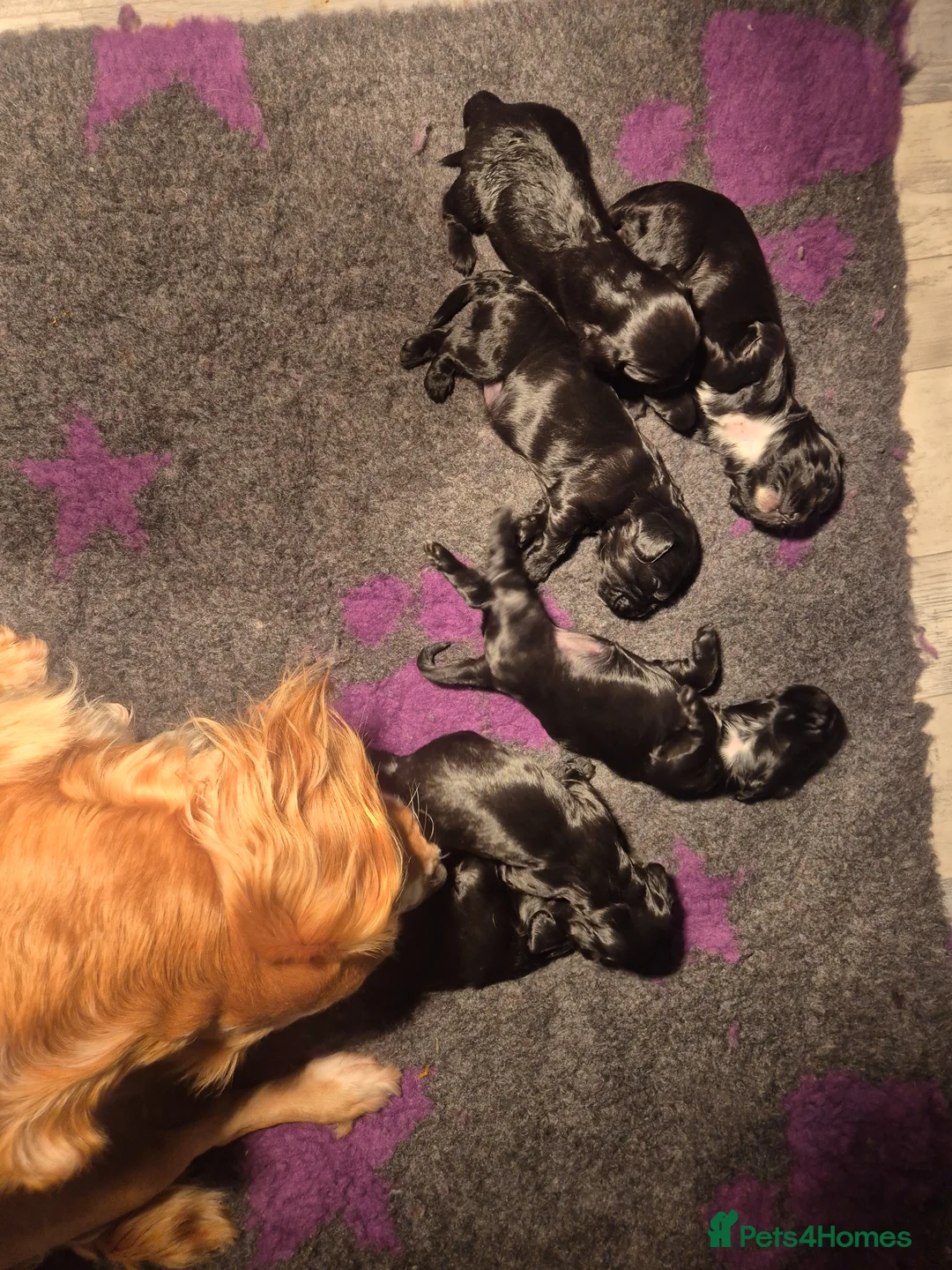 Cocker Spaniel dogs for sale: Working cocker pups  - Advert 14