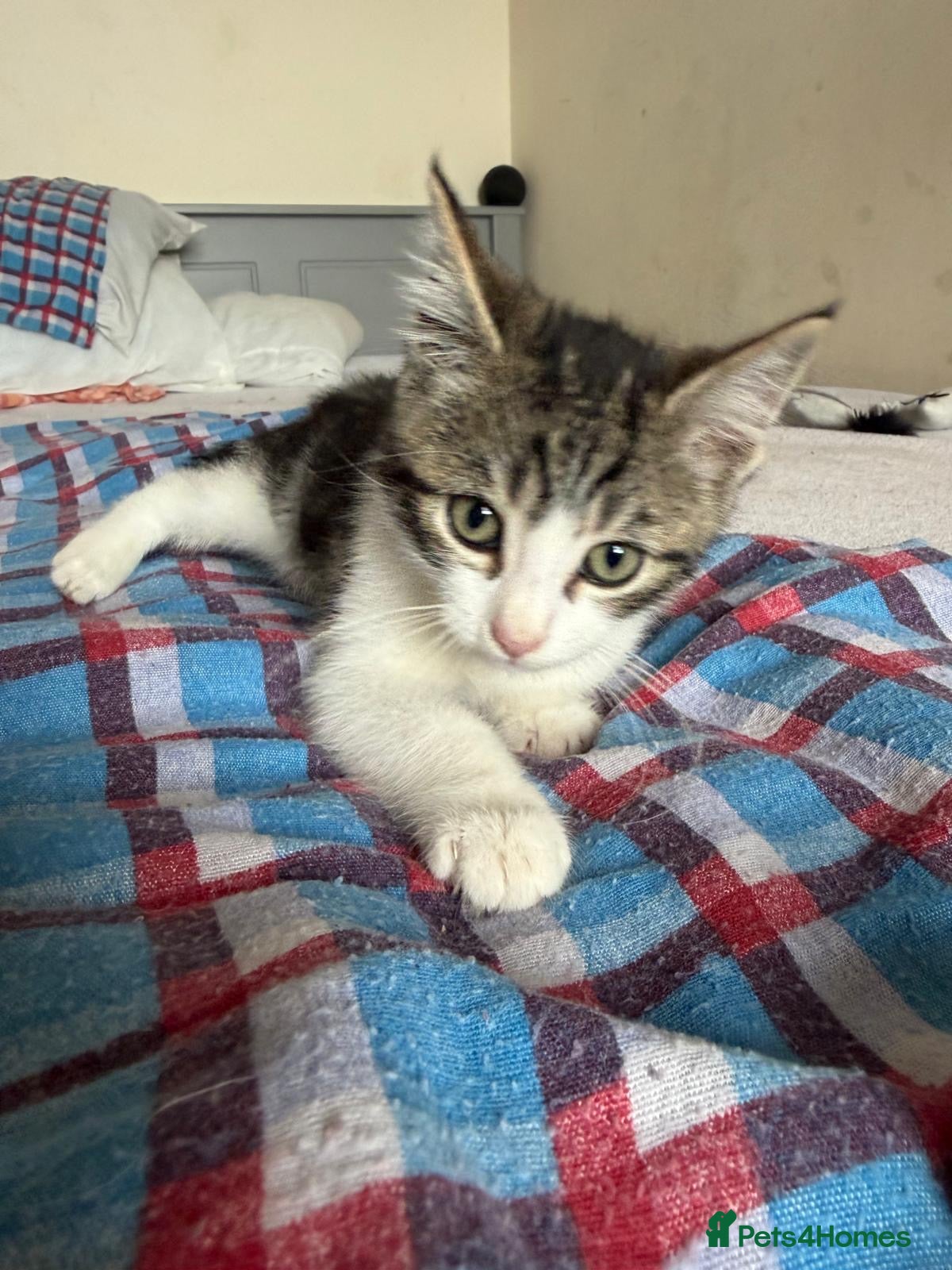 Mixed Breed cats Kitten - Advert 2