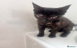 Mixed Breed cats for sale: 5 beautiful kittens ready for a new loving home  - Image 26