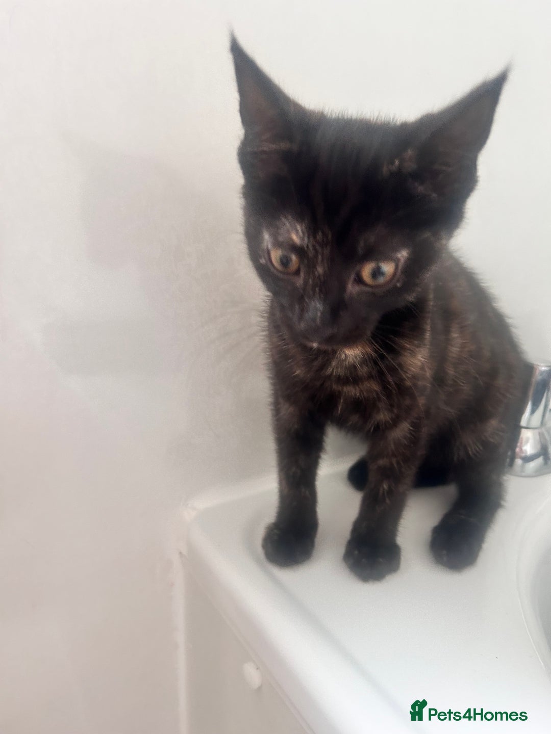 Mixed Breed cats for sale: 5 beautiful kittens ready for a new loving home  - Image 26