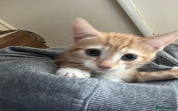 Mixed Breed cats for sale: Kittens ready for new homes - Image 7