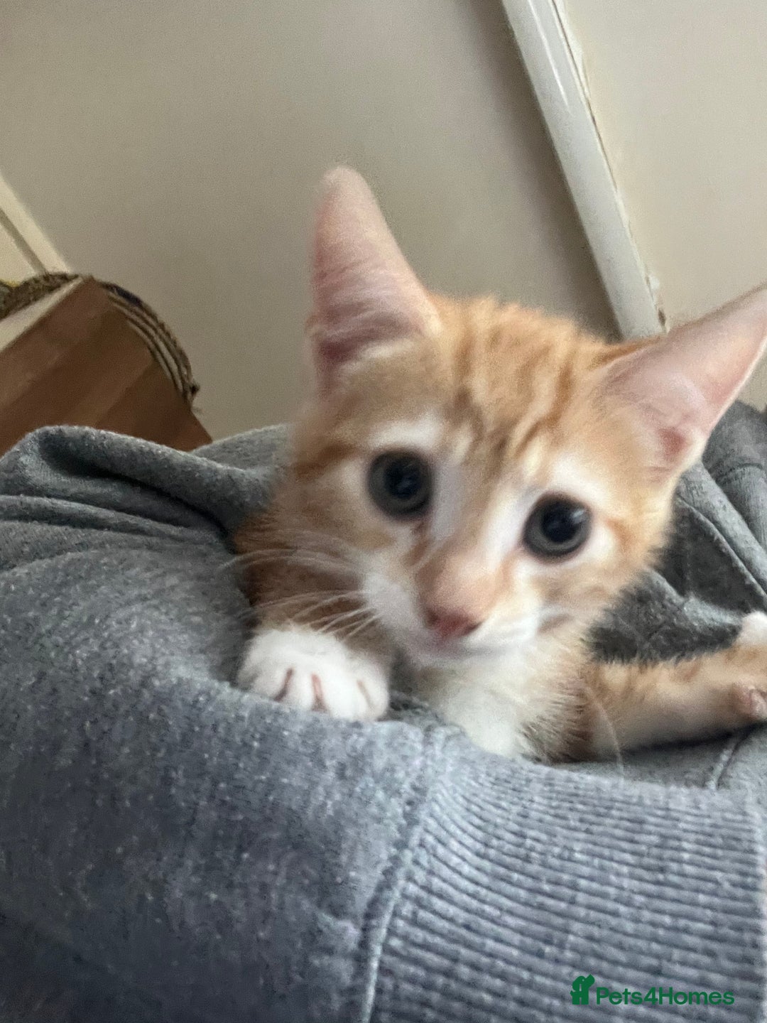Mixed Breed cats for sale: Kittens ready for new homes - Image 7