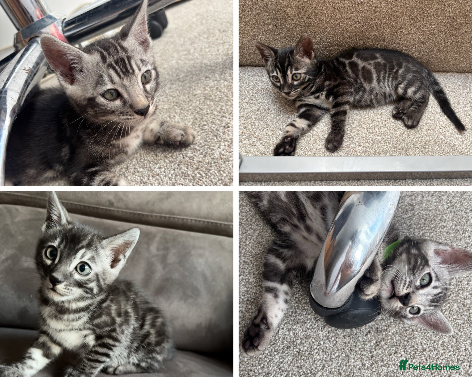 Bengal cats READY NOW. Pedigree Tica Bengal Kittens - Advert 1