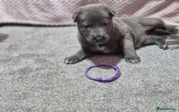Mixed Breed dogs for sale: Belgian malinois x German shepherd puppies - Image 10