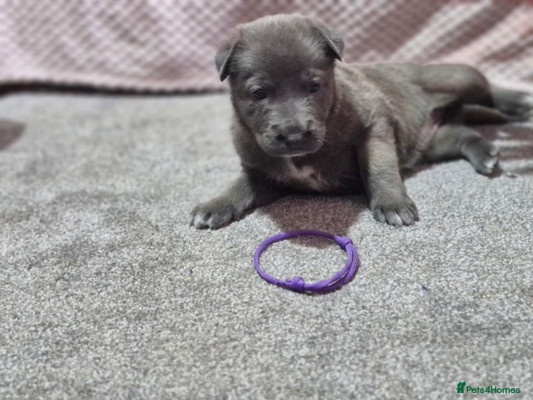 Mixed Breed dogs for sale: Belgian malinois x German shepherd puppies - Image 10