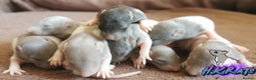 Rat rodents for sale: Dumbo rats mixed buck and does available  - Advert 8