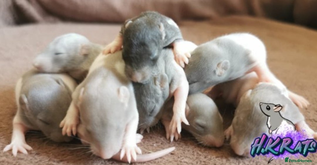Rat rodents for sale: Dumbo rats mixed buck and does available  - Advert 8