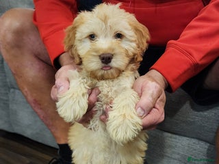 Cockapoo dogs - Advert 29