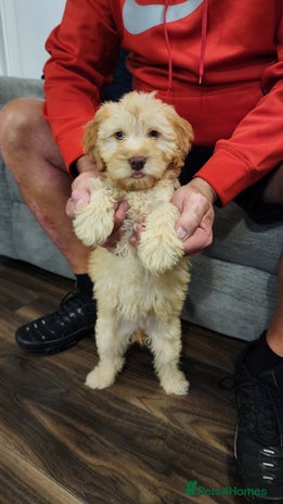 Cockapoo dogs - Advert 7