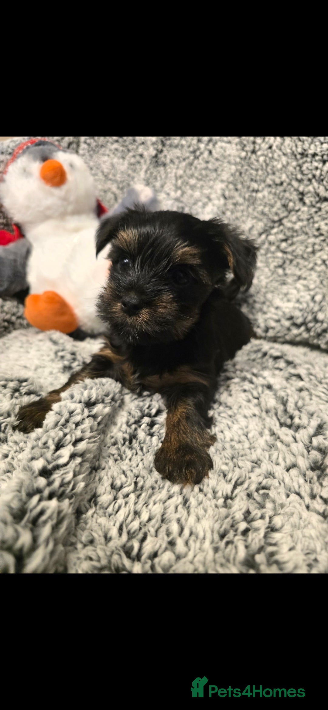 Yorkshire Terrier dogs for sale: Yorkshire terrier mini - Advert 3