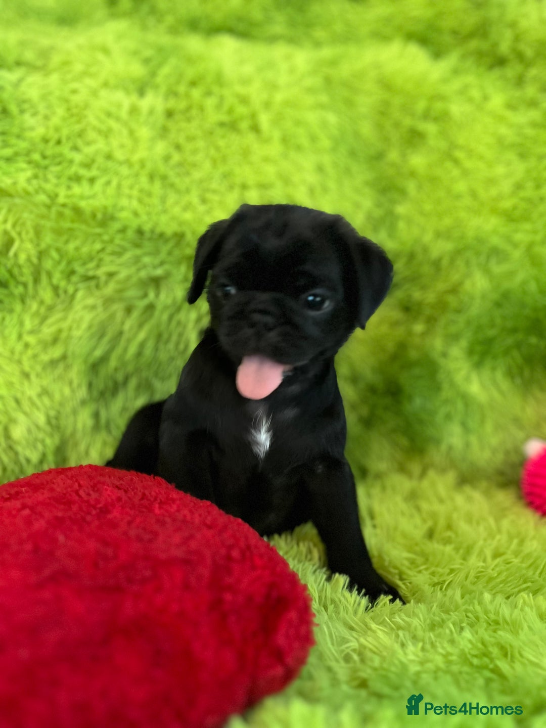 Pug dogs for sale: Loving Pug Puppies  - Image 4