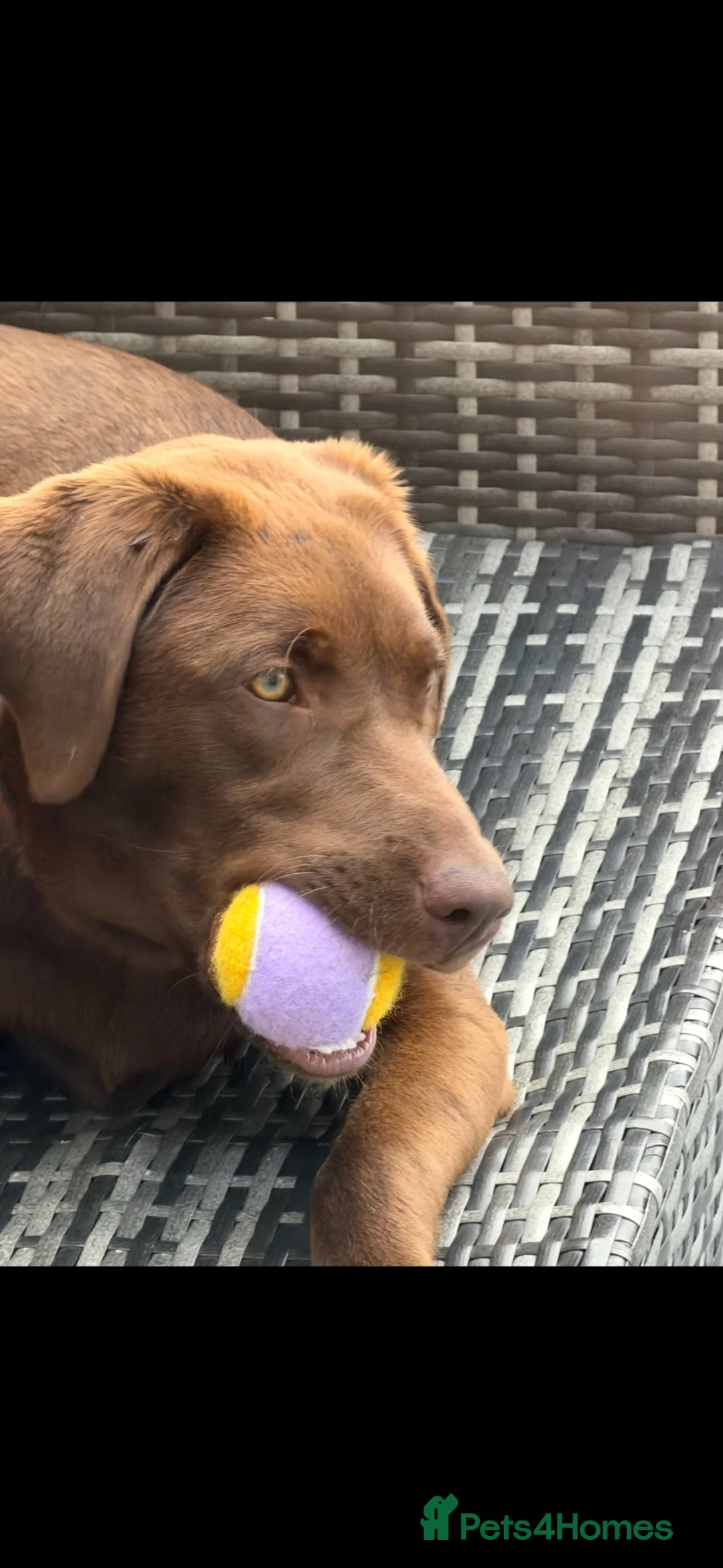 Labrador Retriever dogs for sale: Female chocolate Labrador  - Advert 1