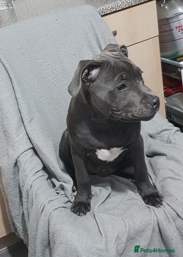 Staffordshire Bull Terrier dogs classical blue staffys - Advert 1
