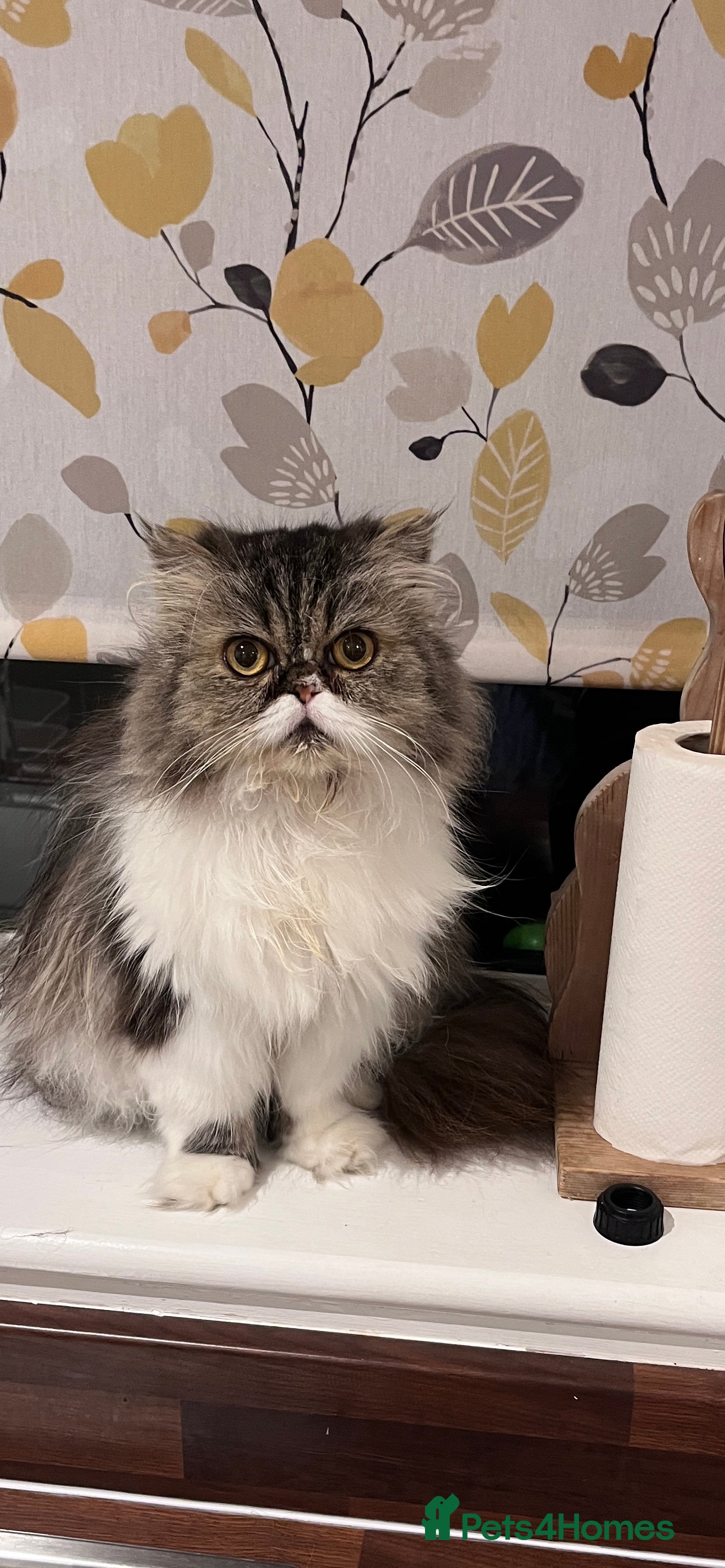 Persian cats Persian female adult cat - Advert 1