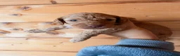 Poochon dogs for sale: Beautiful puppies  - Advert 6