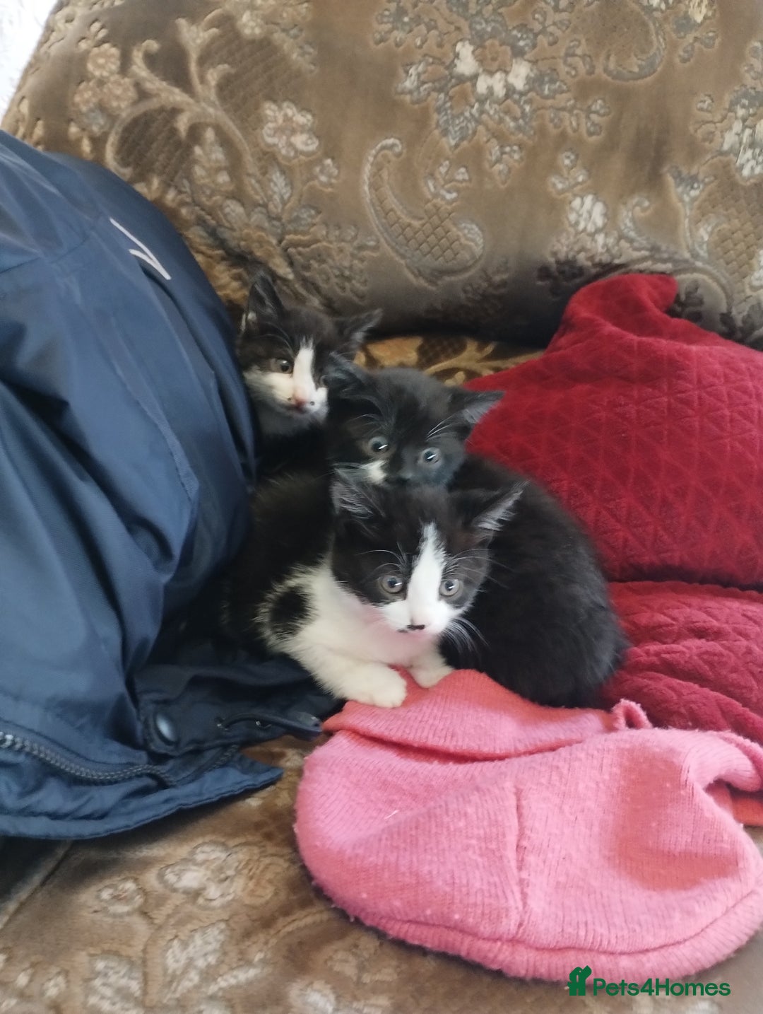 Mixed Breed cats for sale: Beautiful kitten's  - Image 5