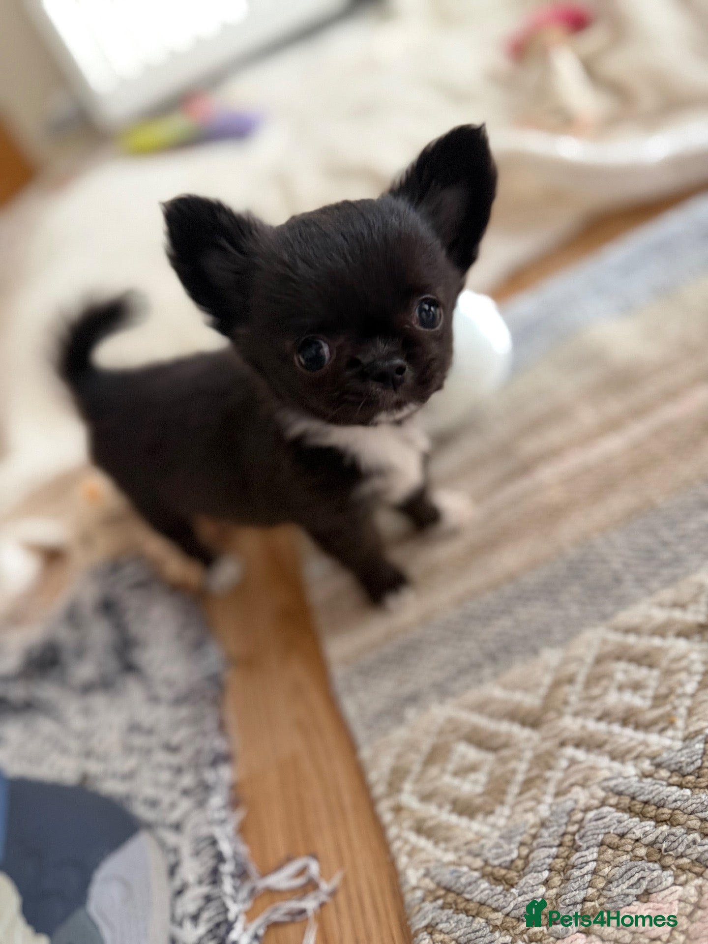 Chihuahua dogs Beautiful Chihuahua Boys 🐾 - Advert 12