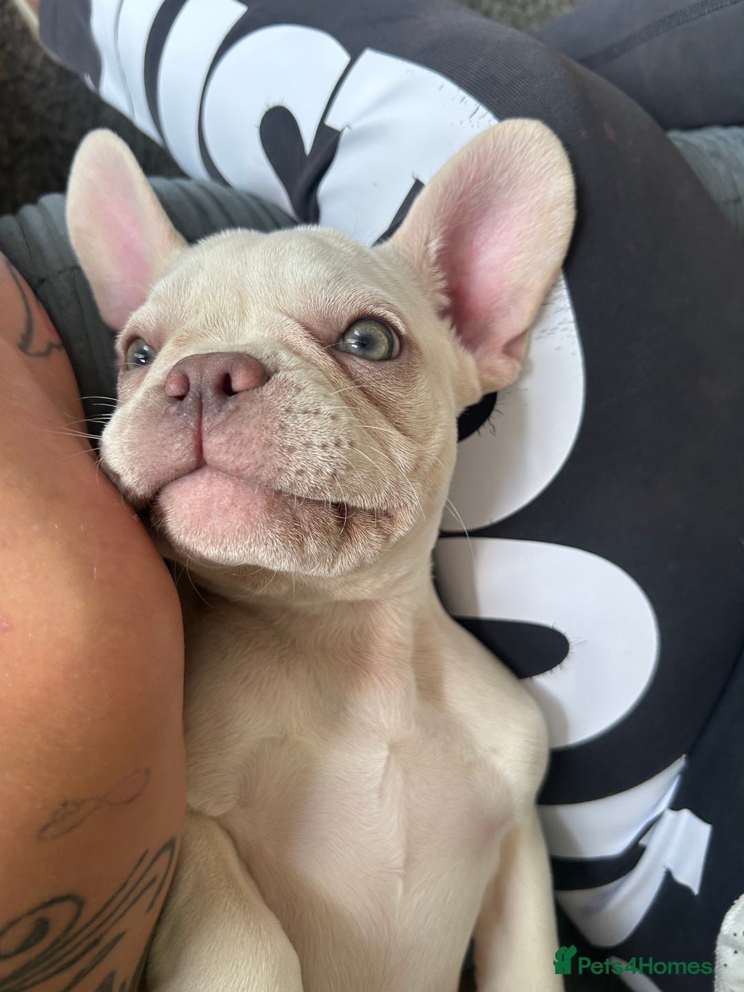 French Bulldog dogs for sale: French bulldog amazing colour  - Image 3